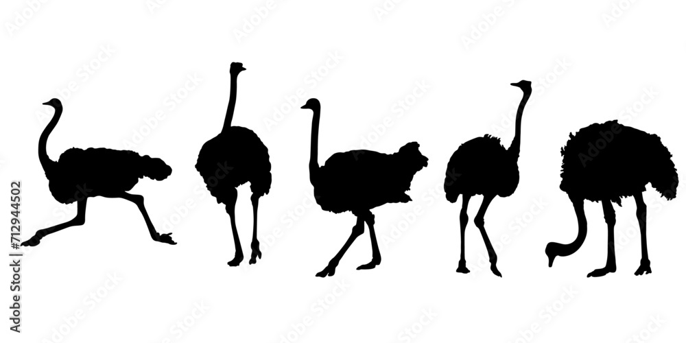 ostrich silhouette illustration vector - obrazy, fototapety, plakaty 