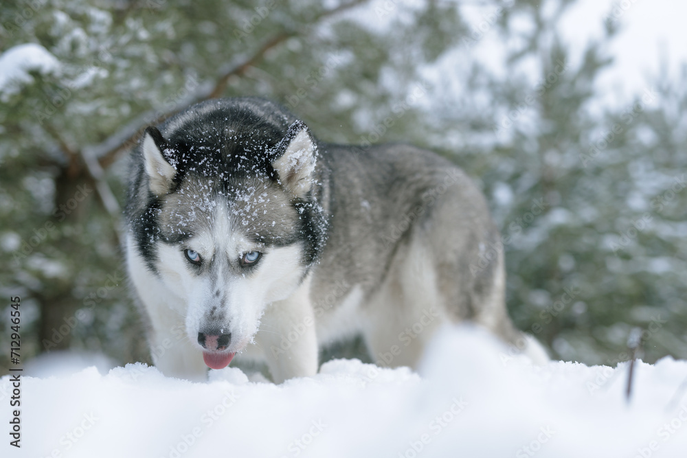Naklejka premium snow dog Husky in the snow on the background of the forest, snowy forest and dog