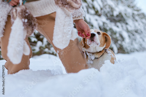 girl in winter clothes plays with Beagle dog in winter in the snow, winter holiday concept