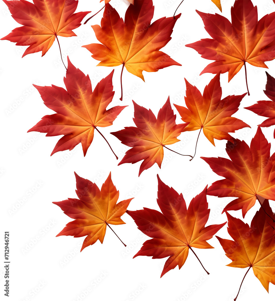 Autumn leaves isolated on transparent background. PNG Autumn leaves isolated on transparent background. PNG