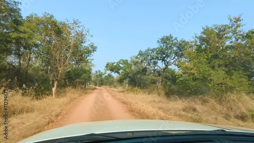 POV of a car driving offroad on a forest path during jungle safari in Kuno National park of Sheopur Madhya Pradesh India photo