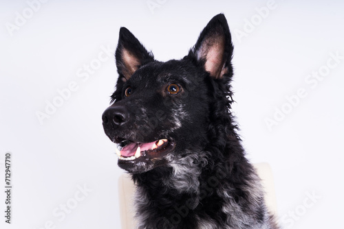 Mudi shepherd in front of brick and white background