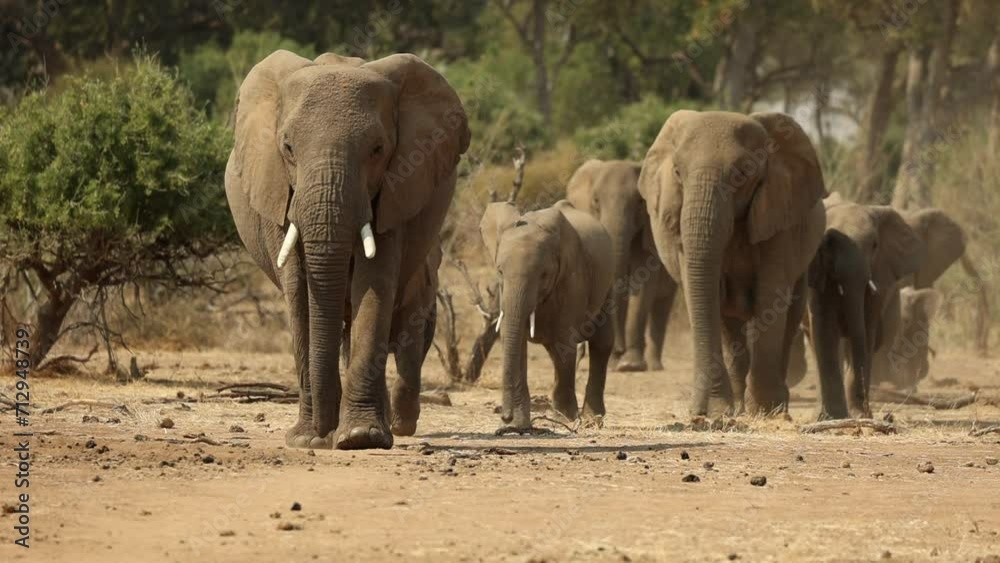 African Elephants Walking Towards Camera in South Africa, Slow Motion African Elephants Walking Towards Camera in South Africa, Slow Motion