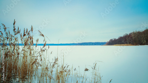 Reeds in the Lake - Winter - Snow - Cold - Landscape - Background - Concept - Ice - Cloud 