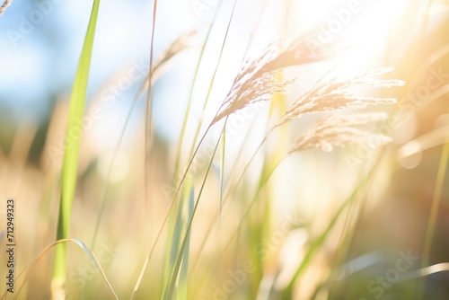 closeup of switchgrass, a biofuel crop, in the sun photo