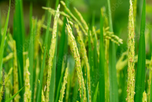 Close up of yellow green rice field