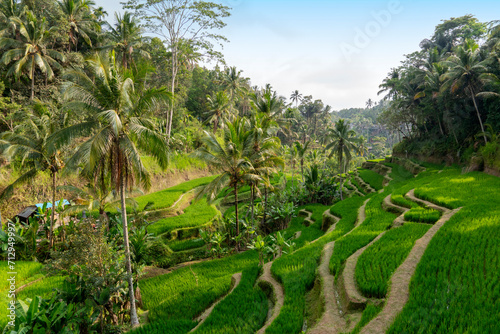 Rural landscape with green vegetation and rice fields parcels farms surrounded by village houses and tropical plants.