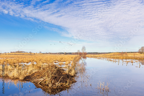 Fototapeta Naklejka Na Ścianę i Meble -  Overflowed water canal in the countryside with a beaver lodge
