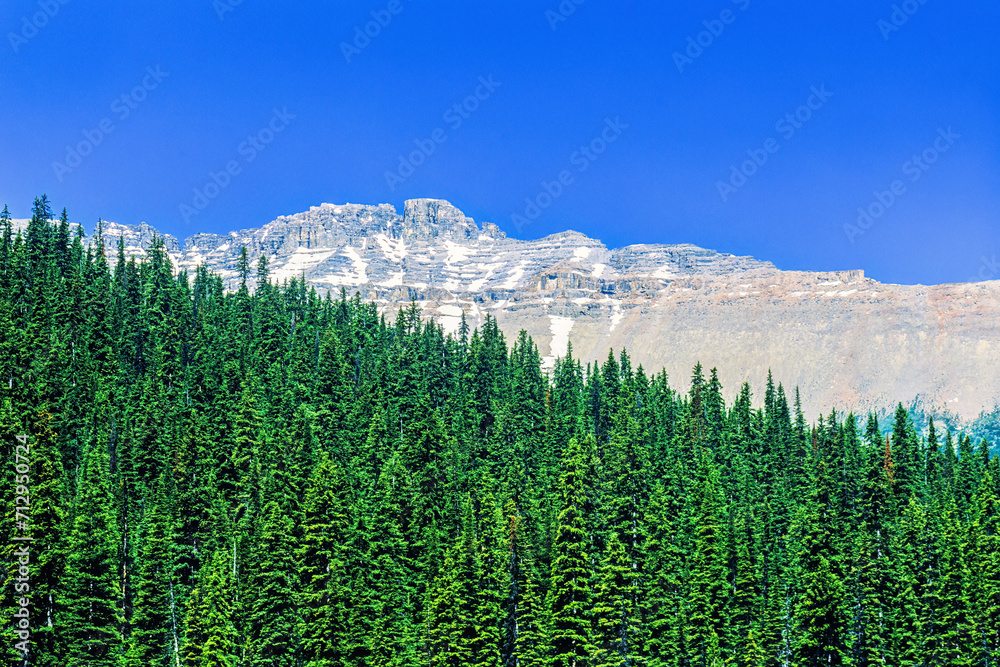Spruce woodland in high country landscape