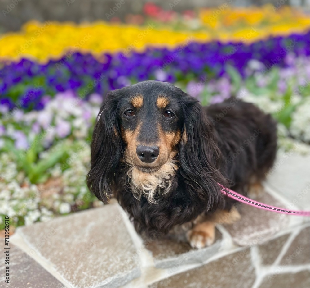 花畑の背景の黒いダックスフンドのポートレート写真 花畑の背景の黒いダックスフンドのポートレート写真