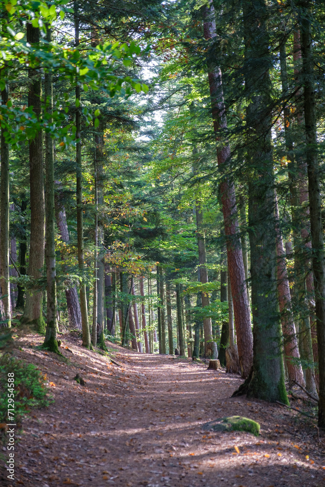 Fototapeta premium Chemin en forêt