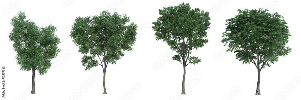 3d rendering tree isolated cut background 3d rendering tree isolated cut background
