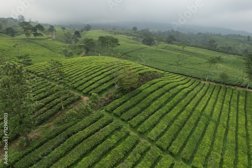 aerial view of Tea plantation. Camellia sinensis is a tea plant  a species of plant whose leaves and shoots are used to make tea.