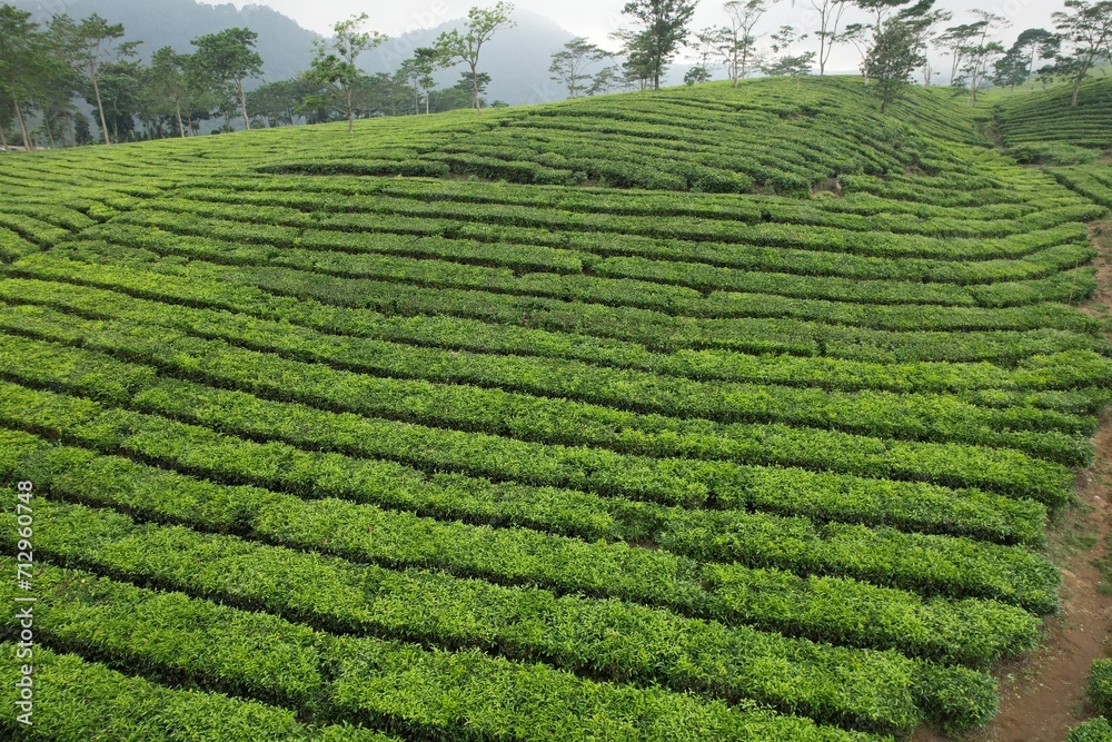 aerial view of tea plantation. Camellia sinensis is a tea plant, a species of plant whose leaves and shoots are used to make tea.