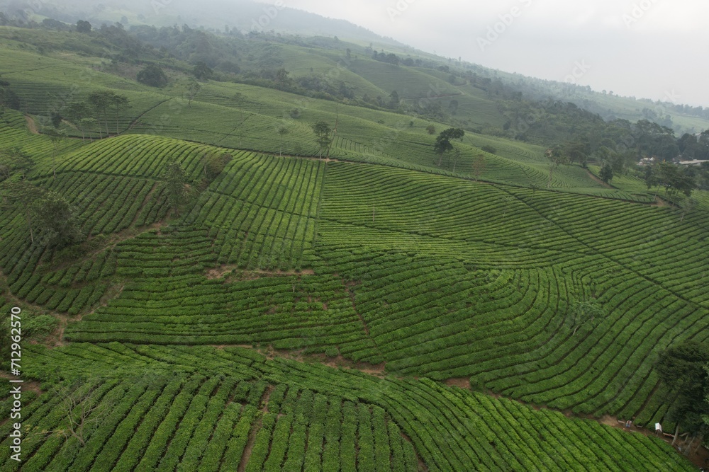 aerial view of tea plantation. Camellia sinensis is a tea plant, a species of plant whose leaves and shoots are used to make tea.