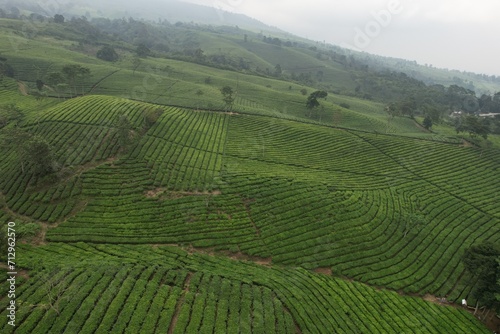 aerial view of tea plantation. Camellia sinensis is a tea plant  a species of plant whose leaves and shoots are used to make tea.