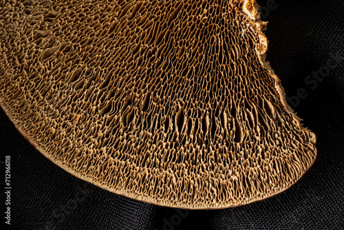 fungi texture on the black background photo
