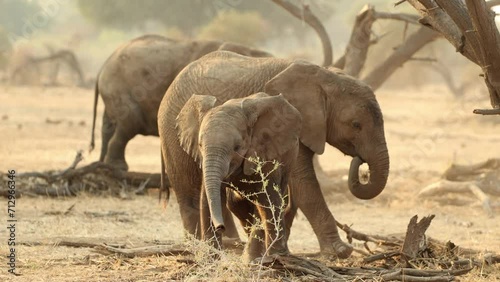 Elephant Calf Shaking Its Head and Lifting Its Trunk in South Africa