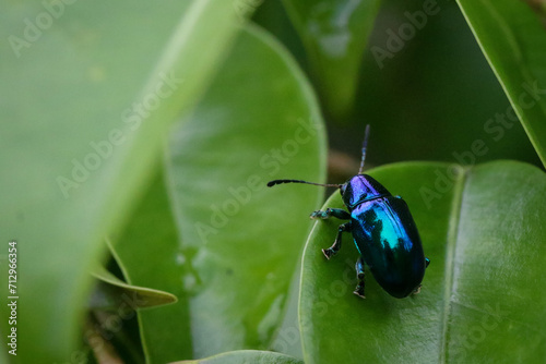 Little blue Beetle on green leaf 