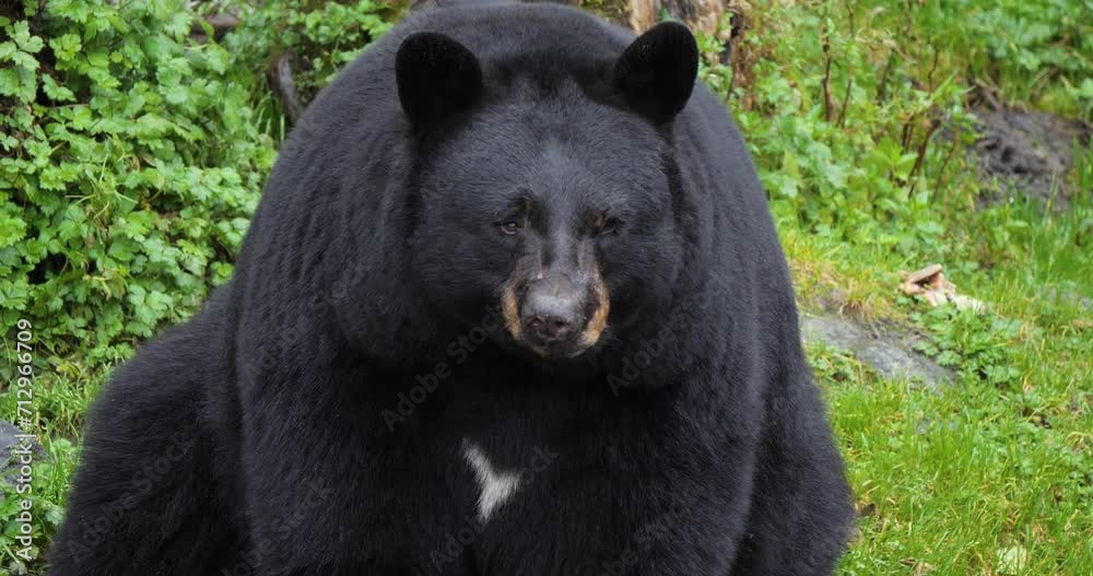 American Black Bear (Ursus Americanus) sitting, slow pan from the claws to the head. American Black Bear (Ursus Americanus) sitting, slow pan from the claws to the head.