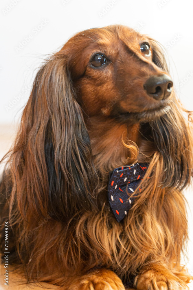 Dog Dressed Bow Tie, Portrait of Dackel with Bow-Tie, Animal Clothes Wearing Idea