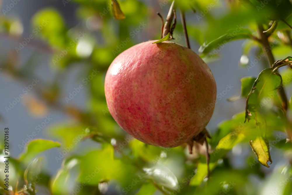 pomegranate fruit on the tree named pomegranate fruit on the tree named