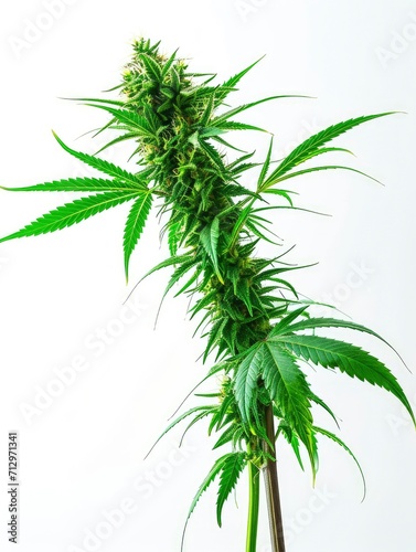 Cannabis plants with trichomes, view from side, white background