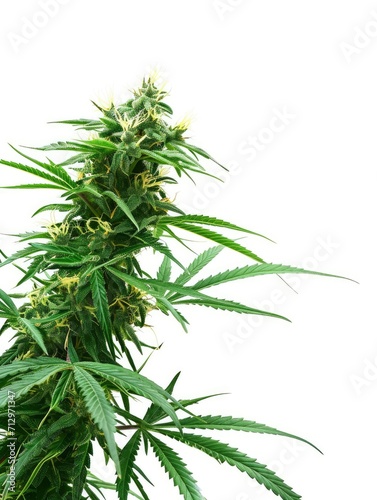 Cannabis with trichomes in the left side of picture  white background