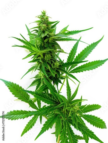 Few lush cannabis plants on white background