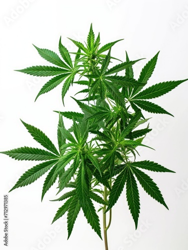 Few lush cannabis plants on white background