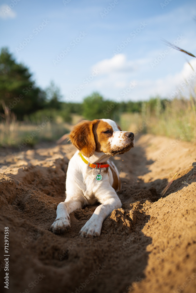 A hunting dog of the Epagnol Breton breed lies on the sand against a background of forest and greenery