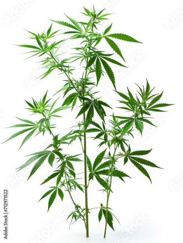 Lush cannabis plants on white background