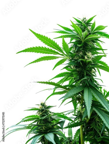 Lush cannabis plants, view from side, white background © shooreeq