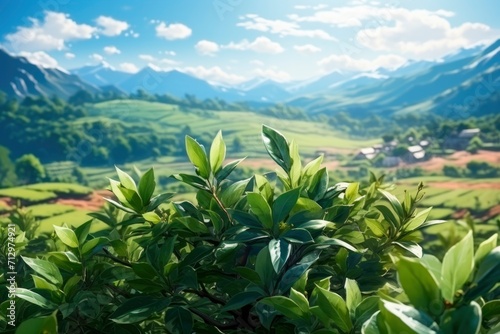 A picturesque agricultural scene with lush green leaves  showcasing the beauty of nature on a thriving plantation field.