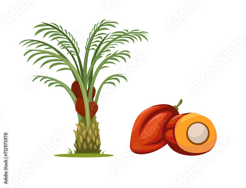 Palm Oil Tree And Fruit Object Set illustration Vector