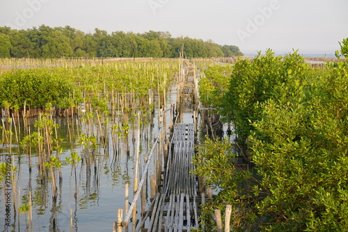 The green mangrove forest Park of Samutsakorn in Thailand. photo