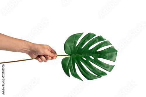 Human hand holding Tropical Monstera palm leaf isolated on transparent background