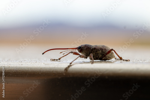 Sumérgete en el intrincado mundo de un escarabajo apion, una maravilla diminuta en esplendor de primer plano. Contempla los detalles fascinantes de este explorador microcósmico. photo