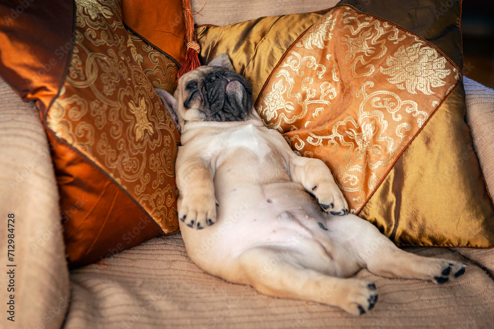 Funny French bulldog puppy sleeps sweetly on pillows