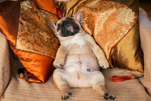 Funny French bulldog puppy sleeps sweetly on pillows