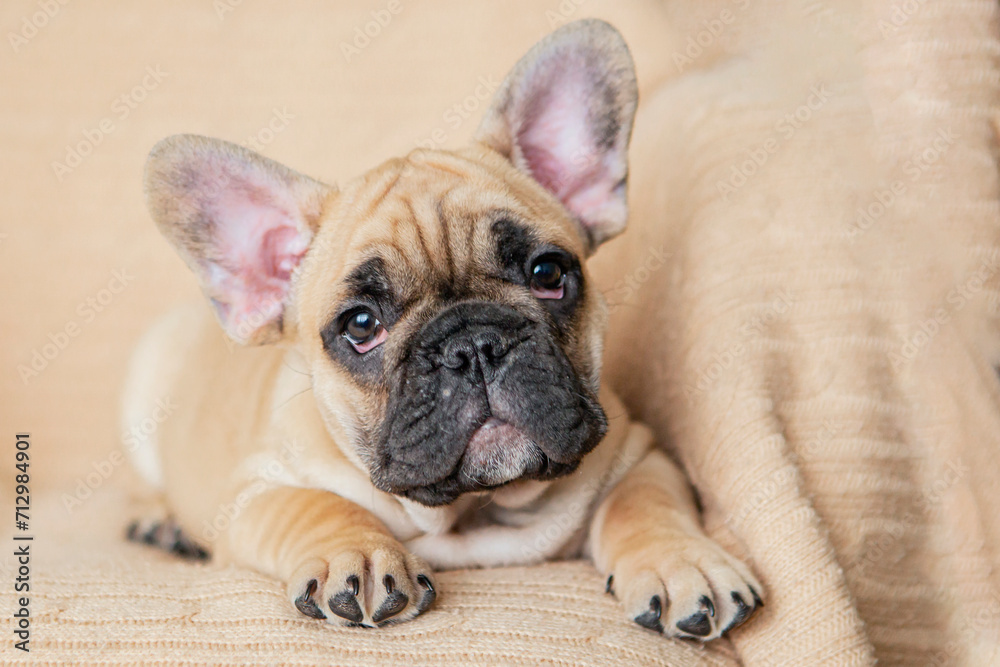 A funny French bulldog puppy is lying on the couch.