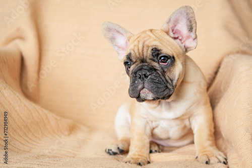 Funny French bulldog puppy close-up. © Andrey