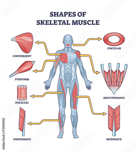 Shapes of skeletal muscles with various muscular types outline diagram, transparent background. Labeled educational description with human fusiform, parallel, unipennate.