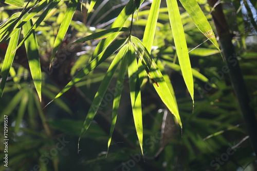 bamboo forest in the morning