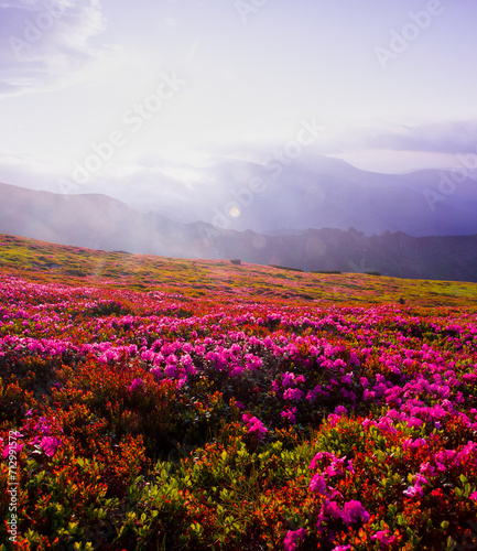 blooming pink rhododendron flowers  amazing panoramic nature scenery  Europe