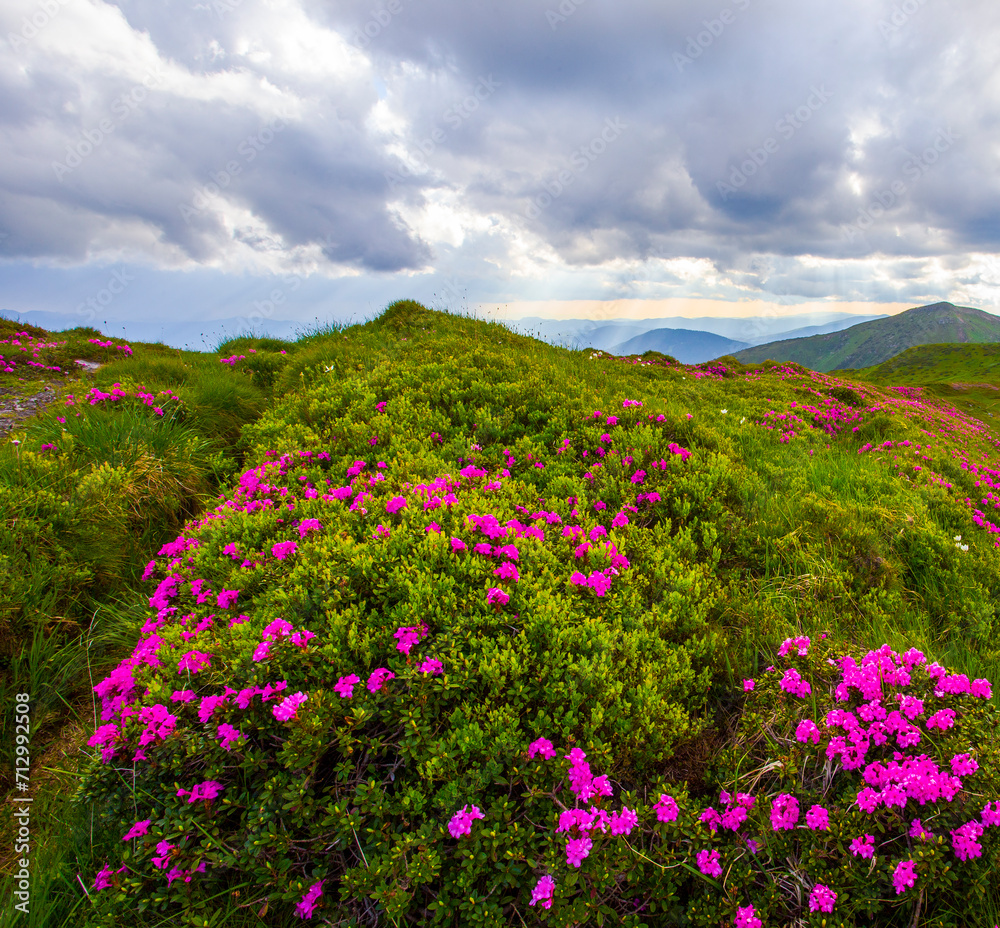 Obraz premium blooming pink rhododendron flowers, amazing panoramic nature scenery, Europe