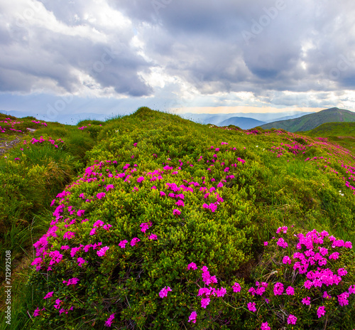 blooming pink rhododendron flowers, amazing panoramic nature scenery, Europe