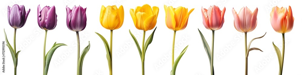 Collection set of purple violet yellow peach stalk of tulip tulips flower floral with leaves on transparent background cutout, PNG file. Mockup template artwork graphic design Collection set of purple violet yellow peach stalk of tulip tulips flower floral with leaves on transparent background cutout, PNG file. Mockup template artwork graphic design