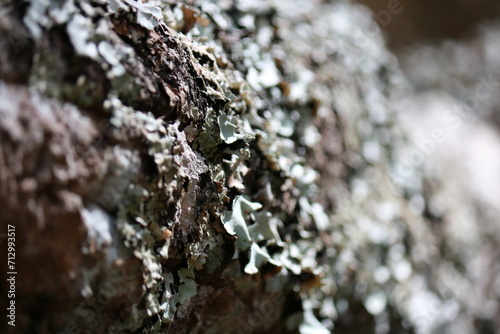 lichen on tree