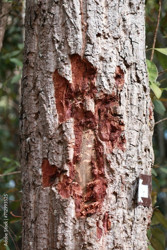 bark of a tree